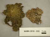 Lasallia papulosa image