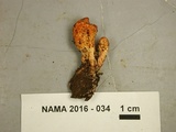Cordyceps militaris image