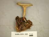 Clitocybe odora image