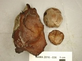 Auricularia angiospermarum image