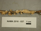 Stereum striatum image