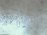 Galiella rufa image
