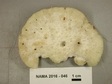 Tyromyces chioneus image