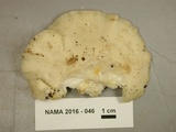 Tyromyces chioneus image