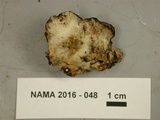 Bjerkandera adusta image