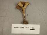 Hohenbuehelia petaloides image