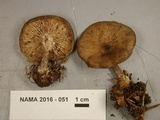 Melanoleuca melaleuca image