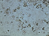 Melanoleuca melaleuca image
