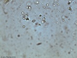 Melanoleuca melaleuca image