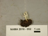 Cordyceps tenuipes image