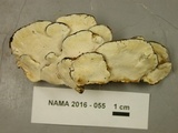 Oxyporus populinus image