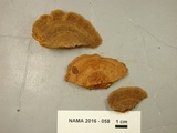 Phellinus gilvus image