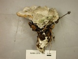 Fomitopsis spraguei image