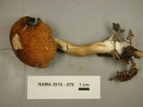 Psathyrella delineata image