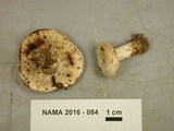 Lactarius luteolus image