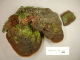 Phellinus robiniae image