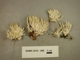 Ramariopsis kunzei image