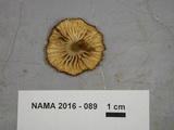 Hygrocybe caespitosa image