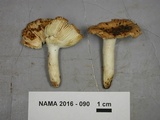 Russula foetentula image