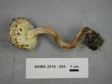 Leccinellum albellum image