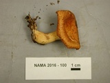 Lactarius croceus image