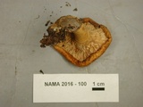 Lactarius croceus image