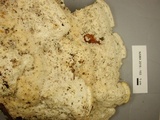 Climacodon septentrionalis image