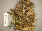 Thelephora vialis image