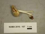 Inocybe rimosa image