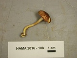 Tricholomopsis rutilans image