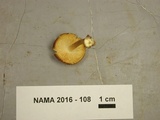 Tricholomopsis rutilans image