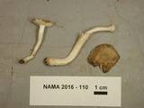 Amanita farinosa image