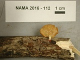 Lentinus suavissimus image