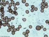 Strobilomyces confusus image