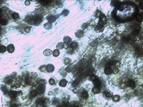 Strobilomyces confusus image
