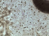 Mycena crocea image