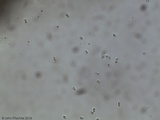 Mycena crocea image