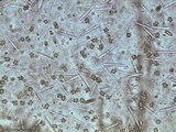 Mycena crocea image