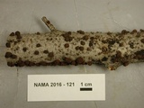 Hypoxylon fuscum image