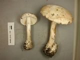 Amanita pseudovolvata image