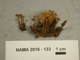 Xeromphalina kauffmanii image