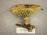 Lactarius chelidonium image