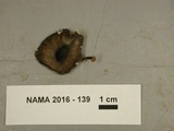 Pluteus americanus image
