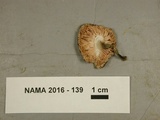Pluteus americanus image