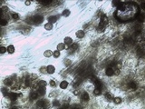 Pluteus americanus image