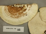 Trametes gibbosa image