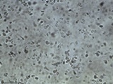 Arrhenia epichysium image