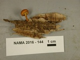 Pholiota granulosa image