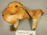 Lactarius croceus image