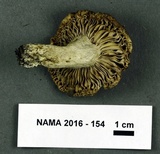 Russula earlei image